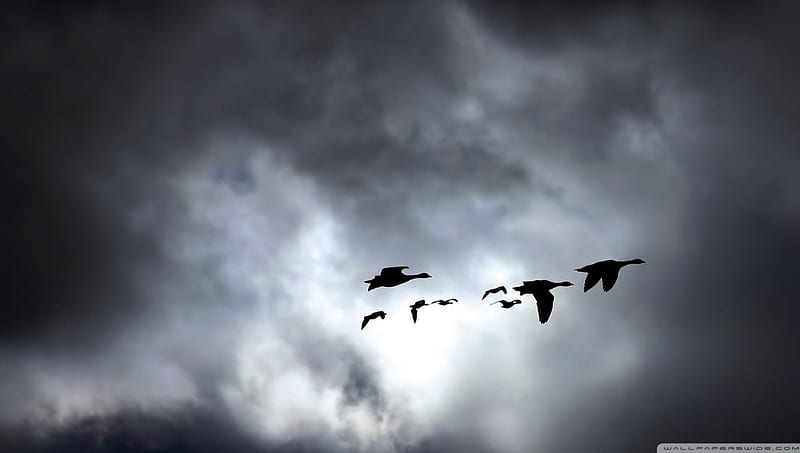 migrating geese, migration, geese, cloud, bird, HD wallpaper