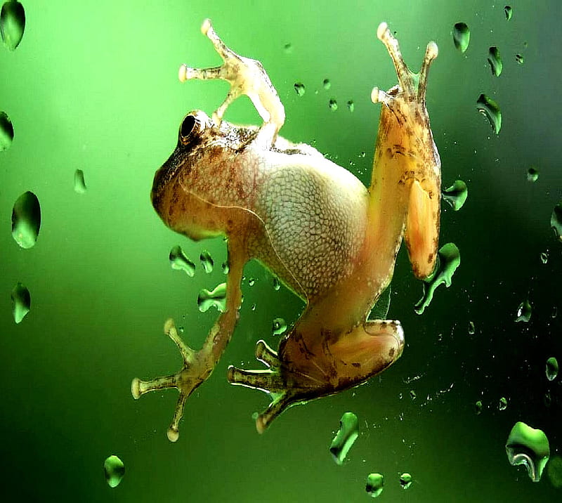 frog, cro, HD wallpaper