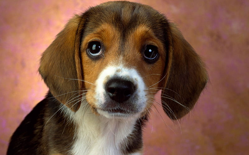 I need you!, brown, tri-colored, black, beagle, adorable, loving, cute, whiskers, cute ears, white, puppy, HD wallpaper