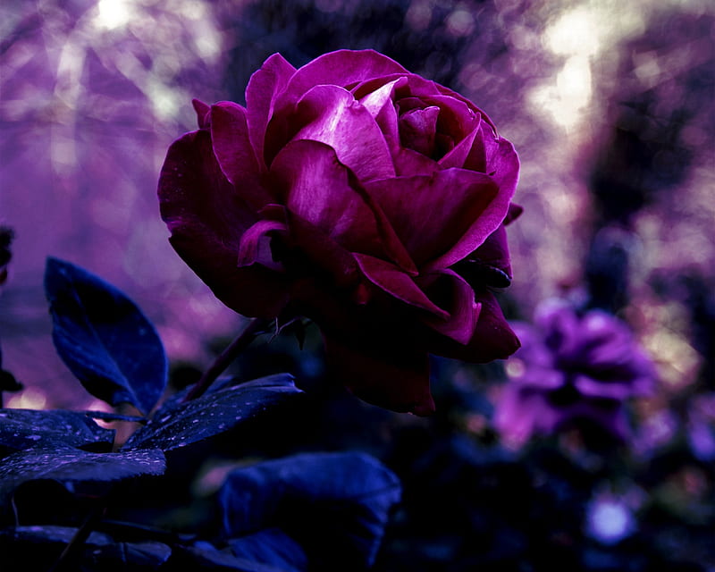 a deep pink, rose, lvely, fushia, graphy, flower, beauty, nature, pink, blue, HD wallpaper