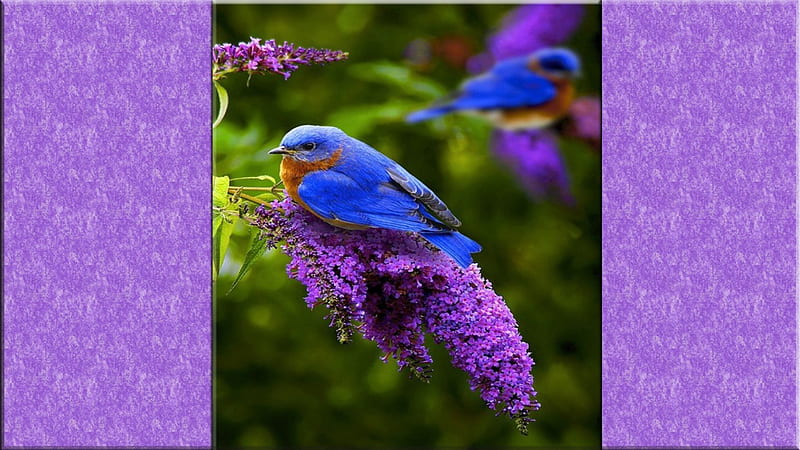 Beautiful Bird, nature, purple, bird, blue, HD wallpaper | Peakpx