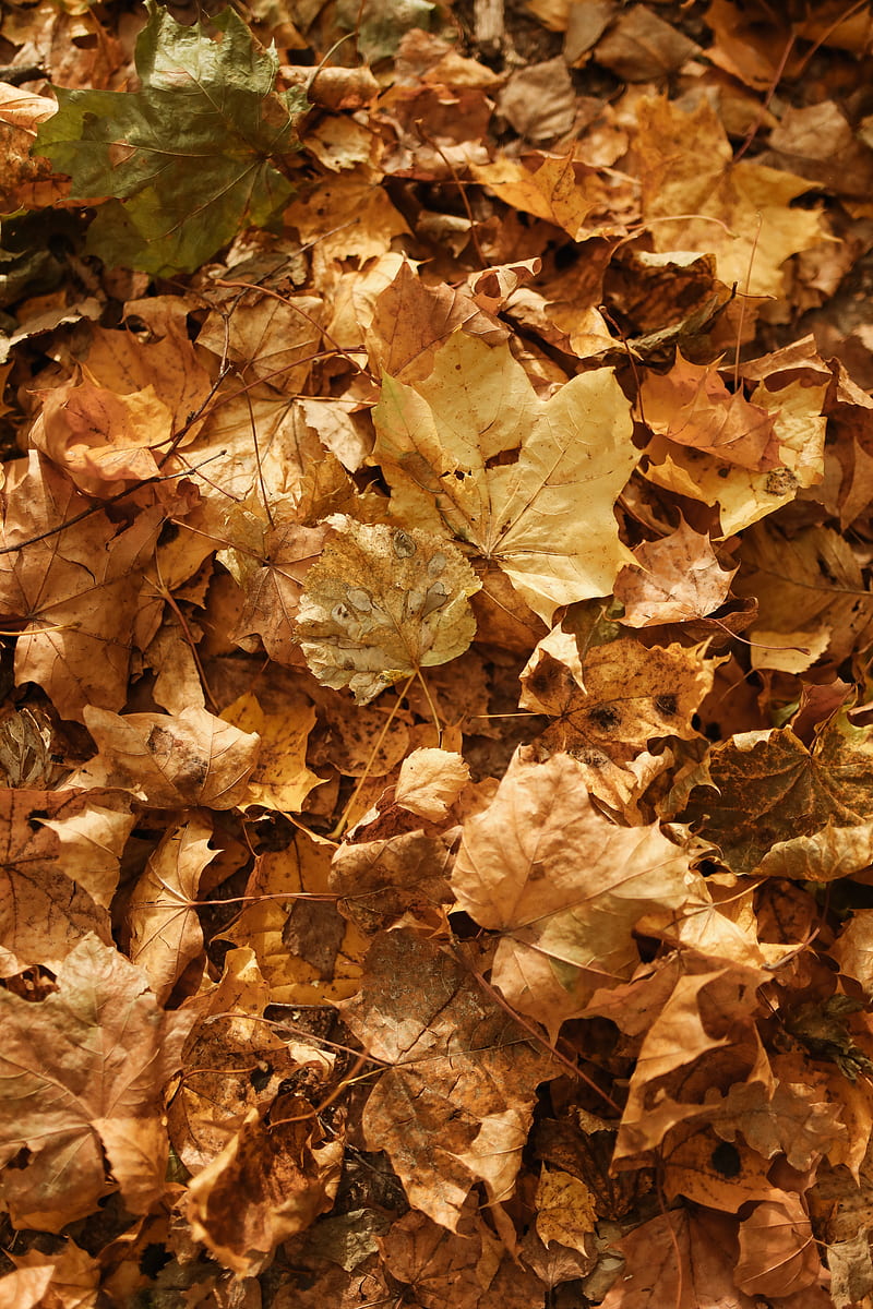 Brown Dried Leaves on Ground, HD phone wallpaper