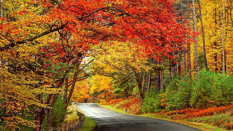 Road Between Green Yellow Red Orange Autumn Fall Trees Forest Fall, HD ...