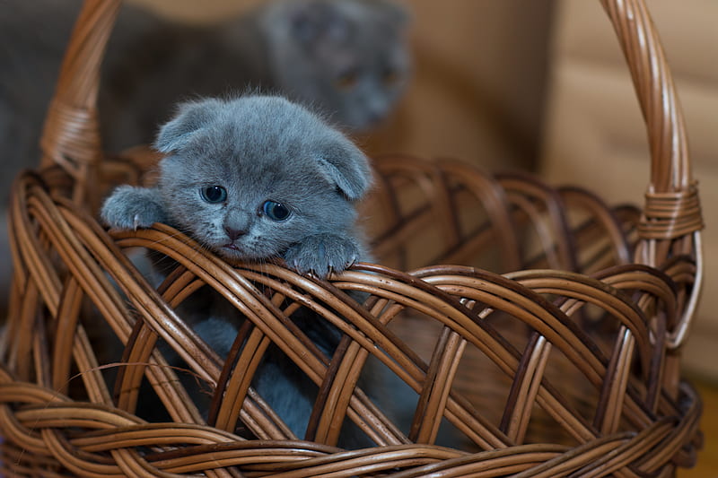 Russian Blue Kitten on Brown Woven Basket, HD wallpaper