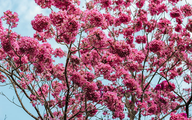 Sakura, pink spring flowers, pink tree, blue sky, garden, spring, HD wallpaper