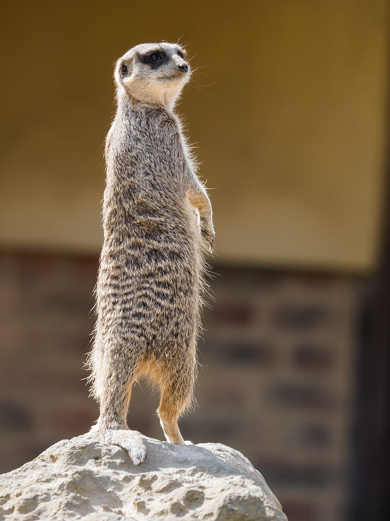 meerkat, animal, glance, funny, HD phone wallpaper