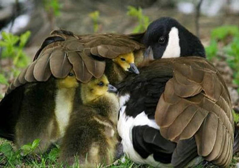 Goose Family, black and white goose, goslings, HD wallpaper