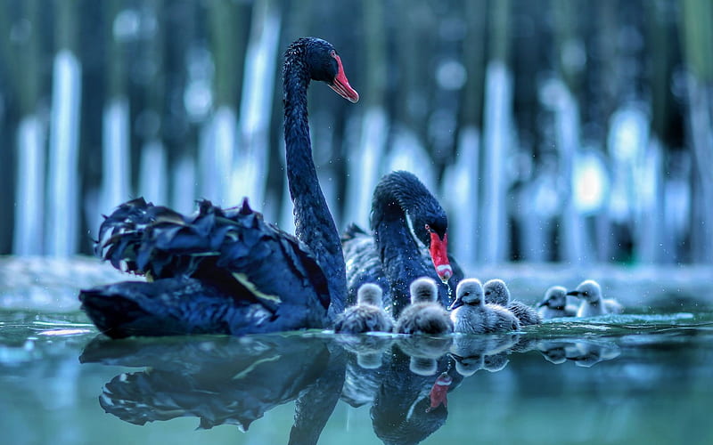 black swans, lake, chicks, swans, beautiful birds, family, HD wallpaper