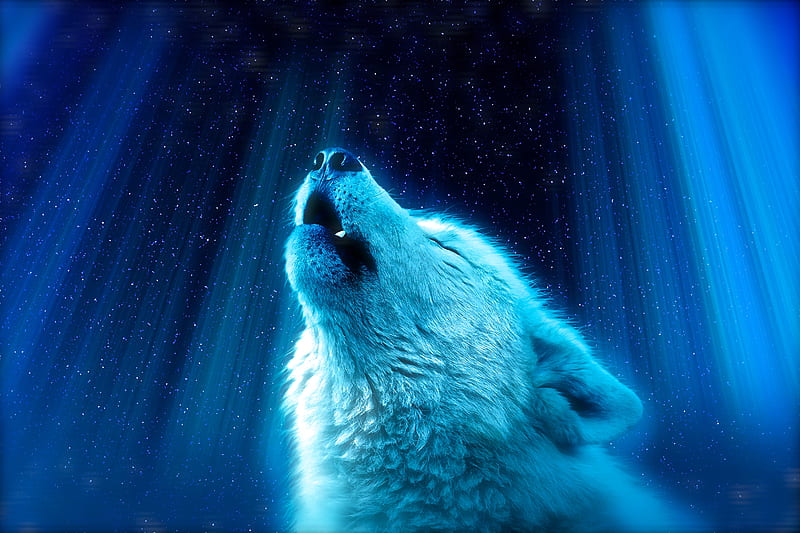white wolf, howl, majestic, stars, Fantasy, HD wallpaper