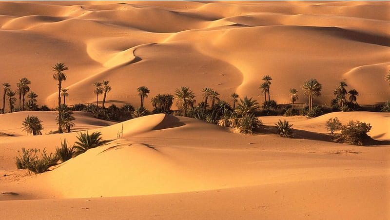 Desert Oasis, HD wallpaper