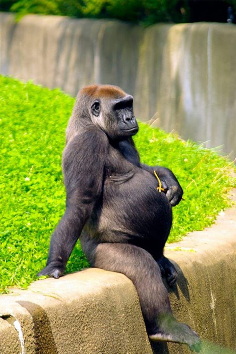 gorilla, animal, funny, gorila, monkey, monkeys, HD phone wallpaper