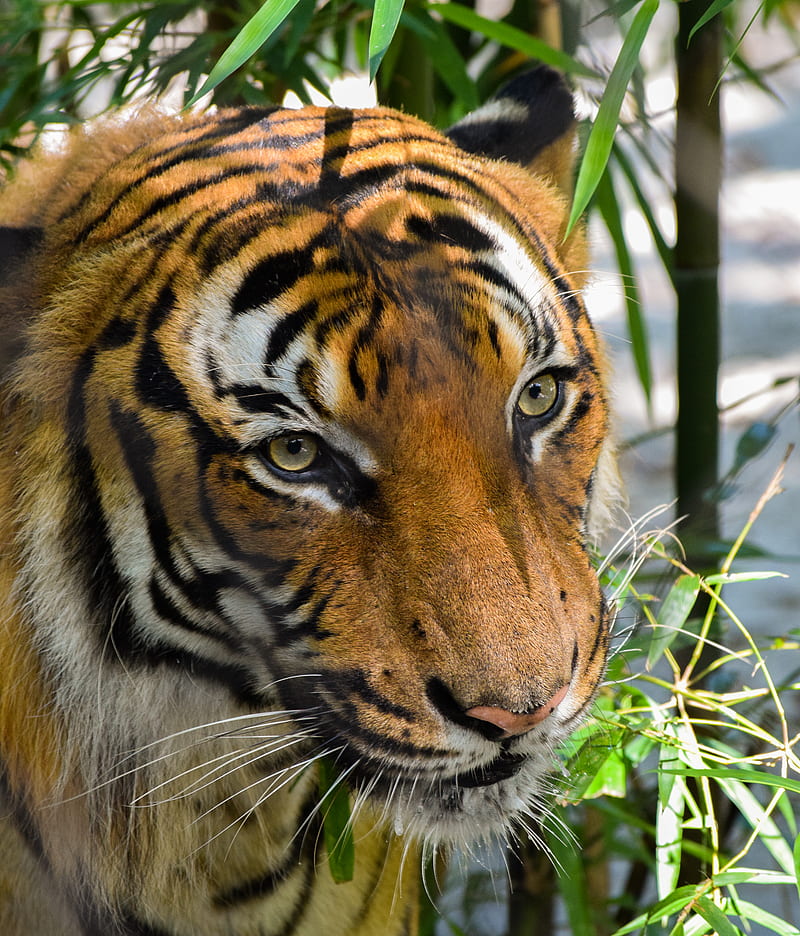 Brown and black tiger in closeup, HD phone wallpaper | Peakpx