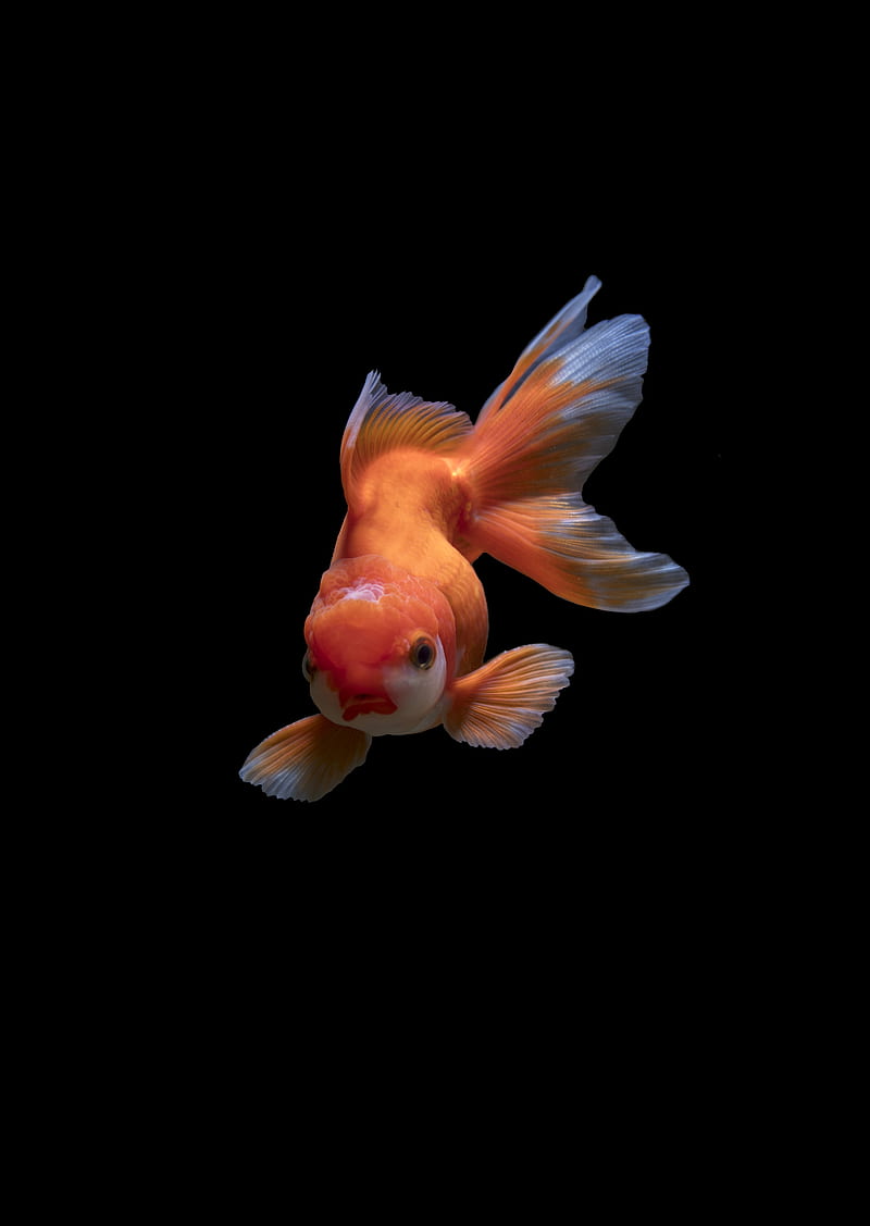 white gold fish, HD phone wallpaper