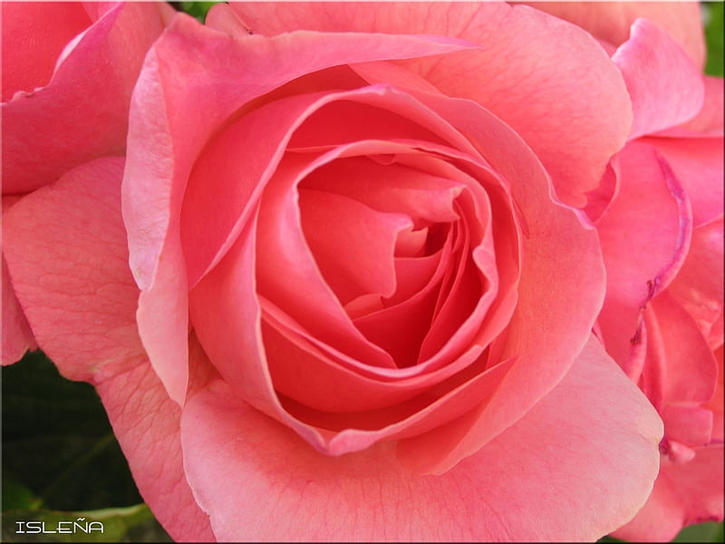 rose for my friend KentOne, pink rose, still life, alone, close up, bonito, HD wallpaper