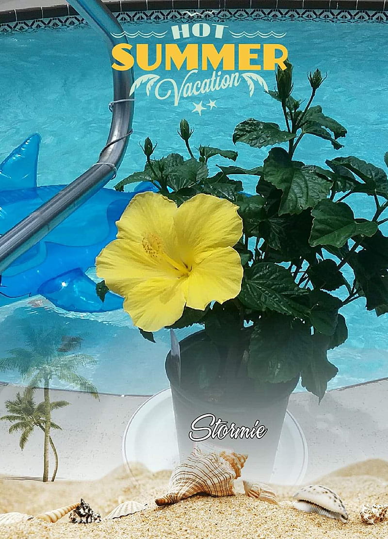 Summer Hibiscus, flower, pool, HD mobile wallpaper | Peakpx