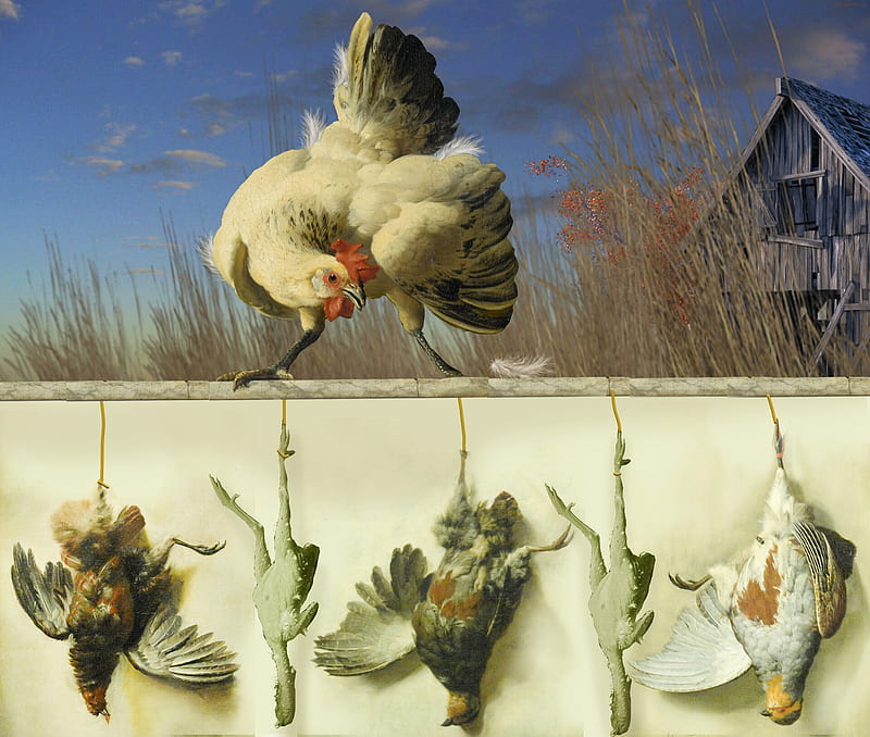 Fowl scowl, rooster, art, fantasy, chicken, bird, pasari, funny, vikki truver, fence, HD wallpaper