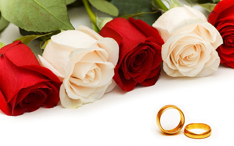 wedding rings, red roses, white roses, gold rings, beautiful flowers, HD wallpaper
