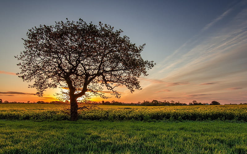Lonely Tree At Sunset, HD wallpaper
