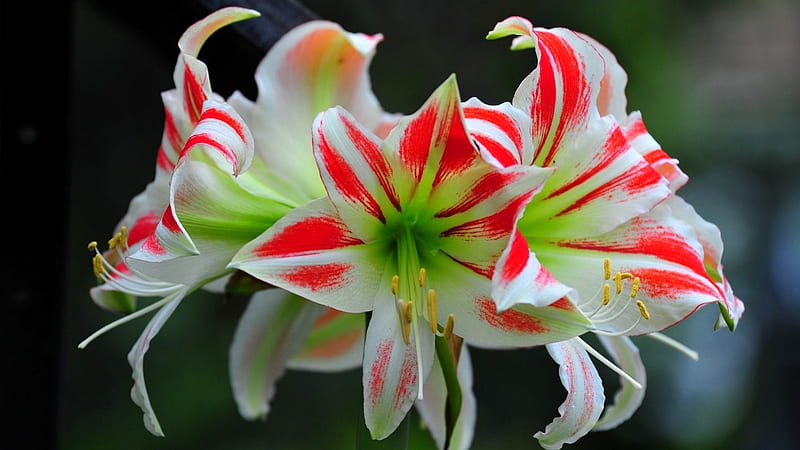 Amaryllis, red, flower, blossoms, petals, white, HD wallpaper