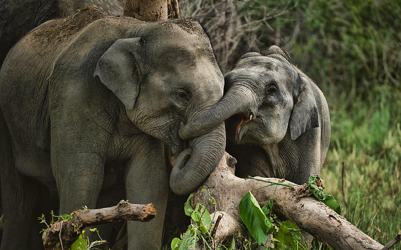 small elephants, family, wildlife, elephant battle, savannah, african elephant, elephants, Africa, Elephantidae, HD wallpaper