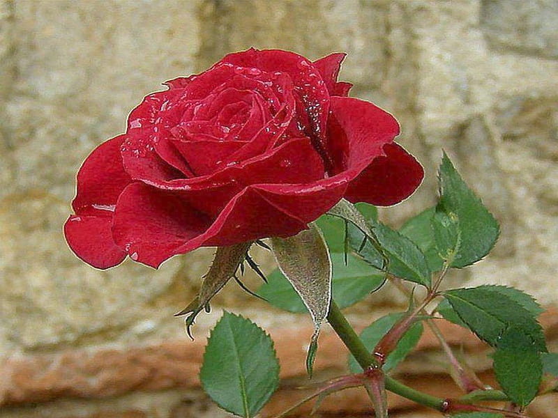 red rose, red, single, rose, bloom, HD wallpaper