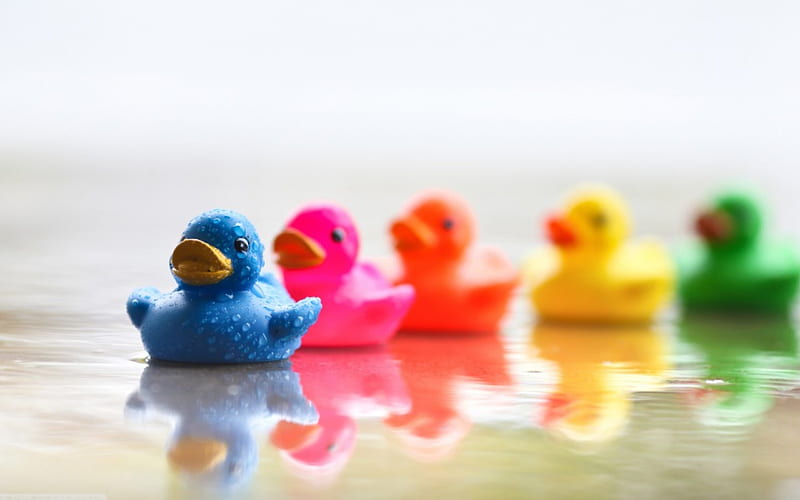 Colourful ducks, red, duck, colourful, green, yellow, rubber, pink, blue, HD wallpaper