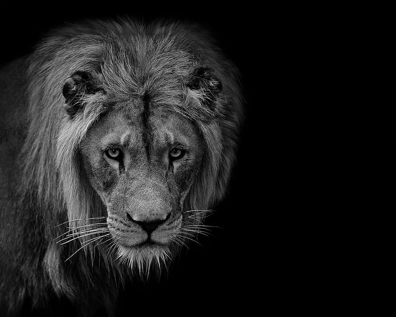 lion, predator, wildlife, animal, black and white, HD wallpaper
