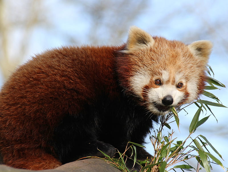 red panda, bamboo, animal, cute, HD wallpaper