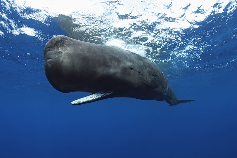 Animal, Whale, Sperm Whale, HD wallpaper