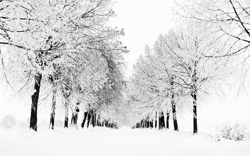 winter season-Landscape, HD wallpaper