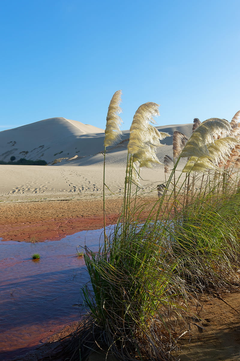 desert, oasis, sand, reeds, plant, hills, nature, HD phone wallpaper