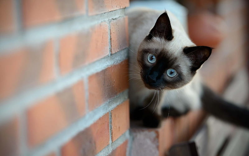 brick wall, siamese cat, watching, HD wallpaper