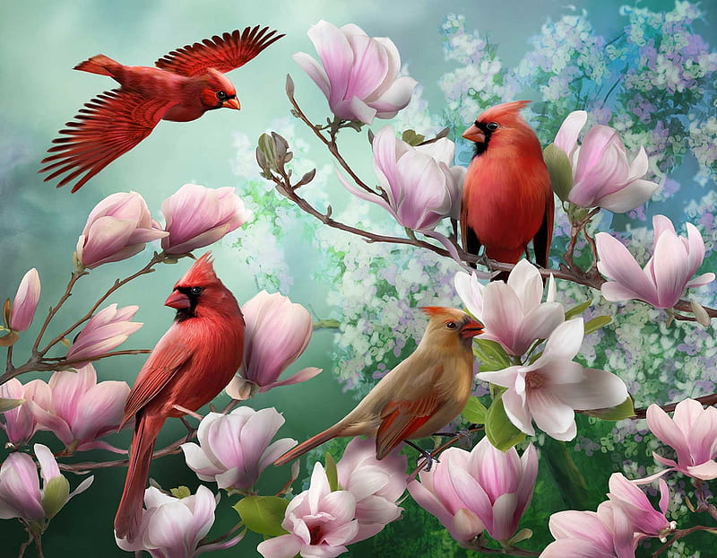 Red Cardinals and magnolias, flower, pasari, spring, pink, art ...