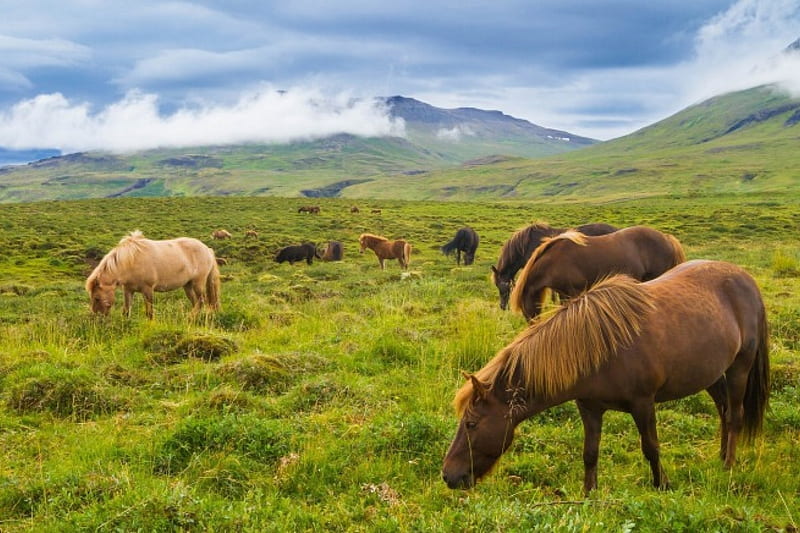 Field, mountain, hourse, cool, HD wallpaper