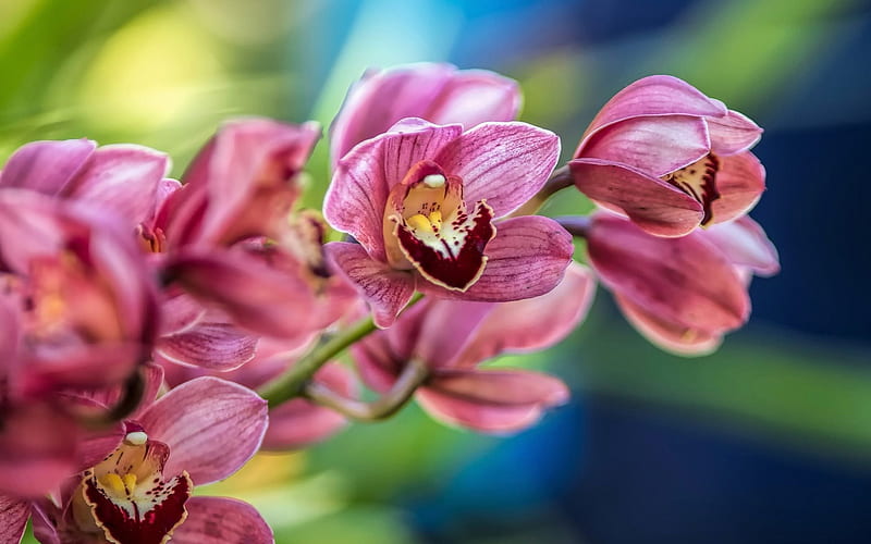 Orchid, tropical flowers, orchid branch, pink orchid, HD wallpaper