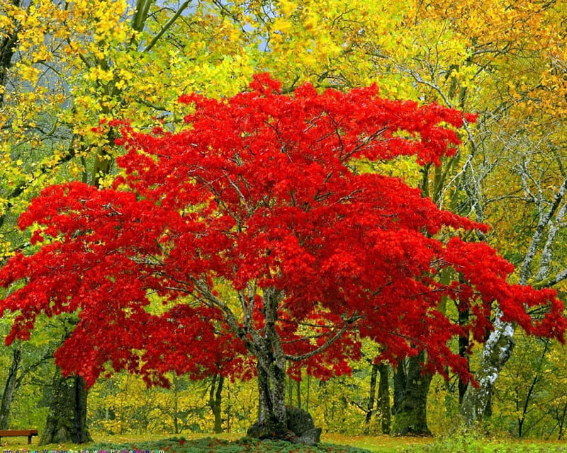 Hermoso árbol, otoño, árbol, bonito, naranja, Fondo de pantalla HD | Peakpx