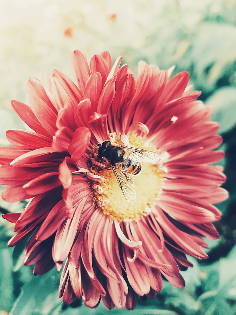 bee, flower, pollination, insect, petals, HD phone wallpaper