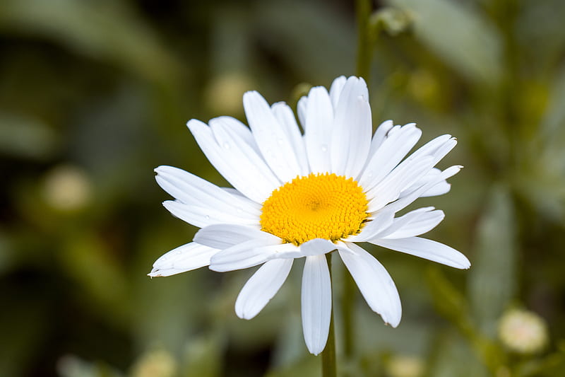 White and Yellow Flower in Macro Shot graphy, HD wallpaper