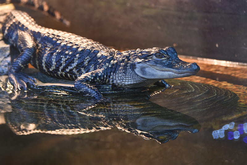 Alligator 4K wallpapers for your desktop or mobile screen free and easy to  download