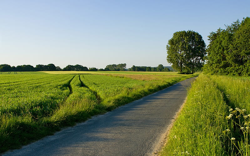 Dutch grass field, grass, dutch, tree, gras, green, nature, fields, road, landscape, HD wallpaper