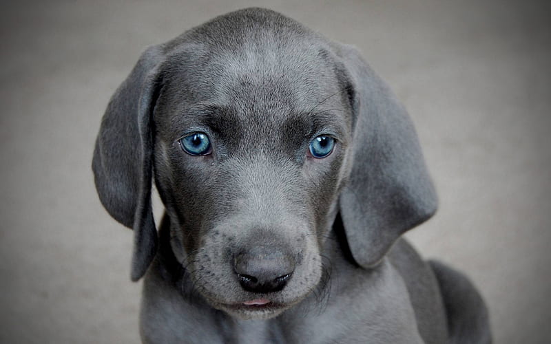 Blue Lacy, puppy, muzzle, gray dog, cute animals, pets, dogs, Blue Lacy Dog, HD wallpaper