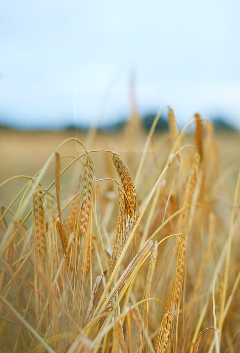 ears, wheat, field, plant, dry, HD phone wallpaper