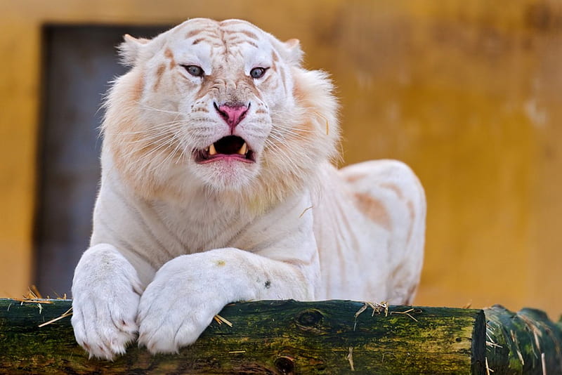 white tiger, bengal, big, recessive mutant bengal tiger, cat, HD wallpaper