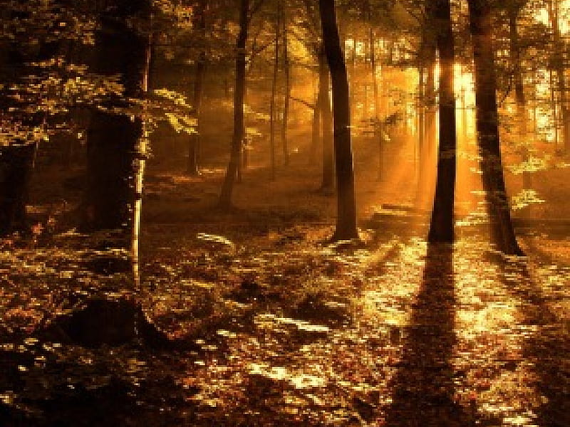 Sun rays in the woods, forest, sunbeams shining through, woods, HD wallpaper