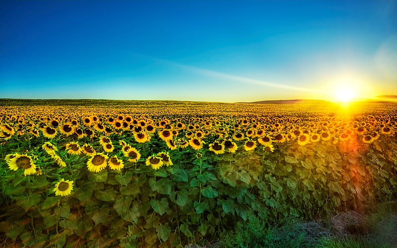 Sunflower field sunrise, flower, sunflower, sunrise, field, HD wallpaper