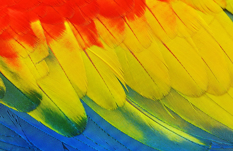 yellow, red, blue, and green feathers, HD wallpaper