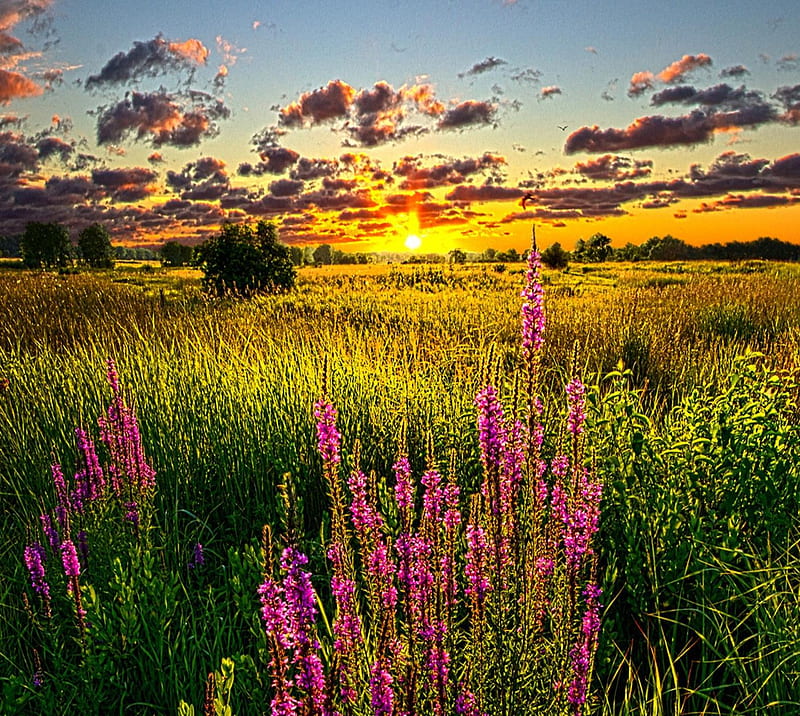 Field, grass, lavender, lilacs, nature, sunrise, HD wallpaper | Peakpx