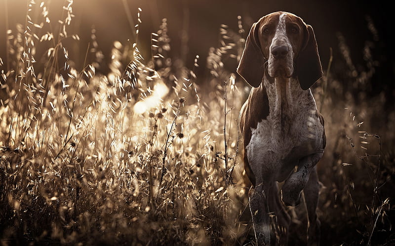 German Shorthaired Pointer, lawn, pets, dogs, cute animals, German Shorthaired Pointer Dog, HD wallpaper