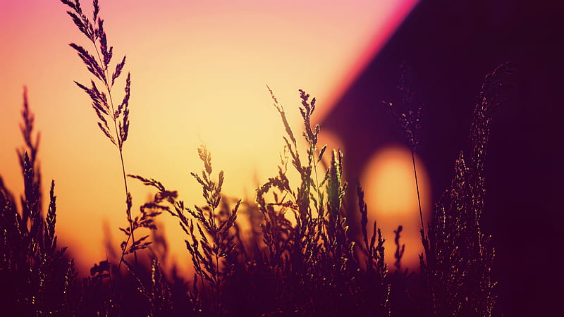 Plants Blurred Silhouette Sunset , sunset, blur, silhouette, nature, graphy, HD wallpaper