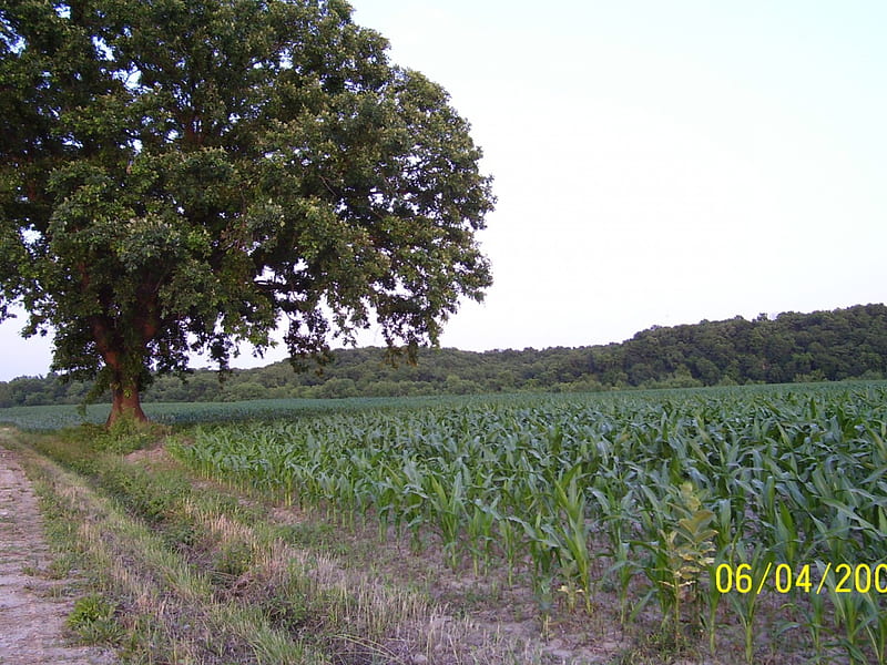 The Lonely Old Oak, nature, fields, trees, crops, HD wallpaper